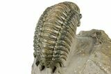 Beautiful Crotalocephalina Trilobite - Exposed Hypostome #311686-4